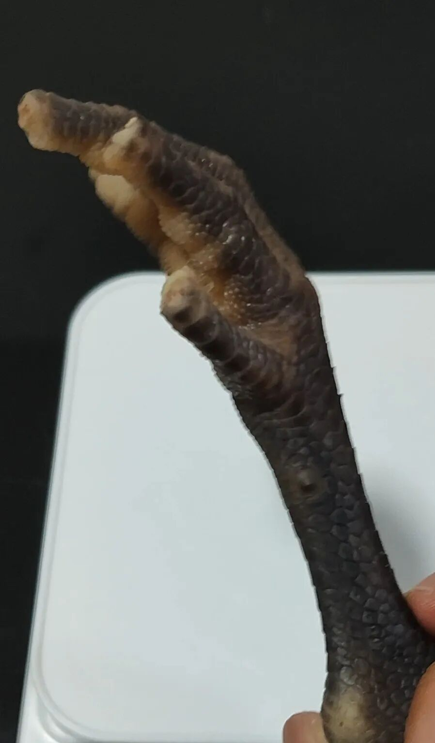 賭波:“3·15”晚會曝光雙氧水雞爪,從“黑瘦小”到“白又胖”,重量增加超15%